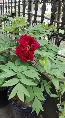 H1-3-20160409.jpg