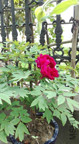 H1-4-20160409.jpg