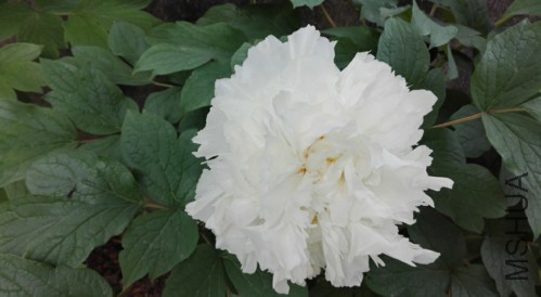 ��ѩ����-4-20160410.jpg