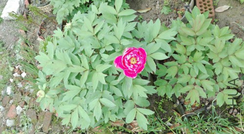 ����-1-20160410.jpg