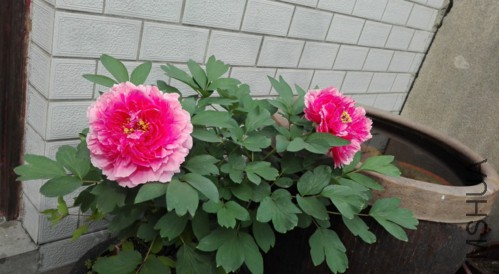 ɺ��̨-3-20160410.jpg