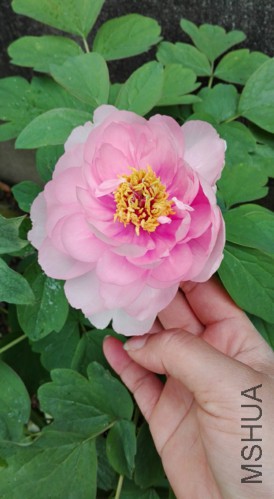 �������-1-20160410.jpg