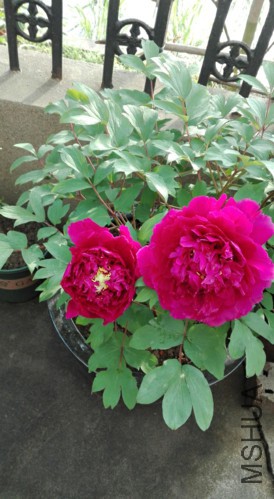 ��Ⱥ��-1-20160410.jpg