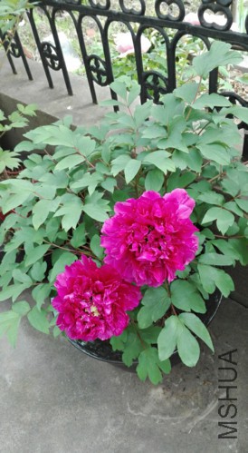 ��Ⱥ��-3-20160410.jpg