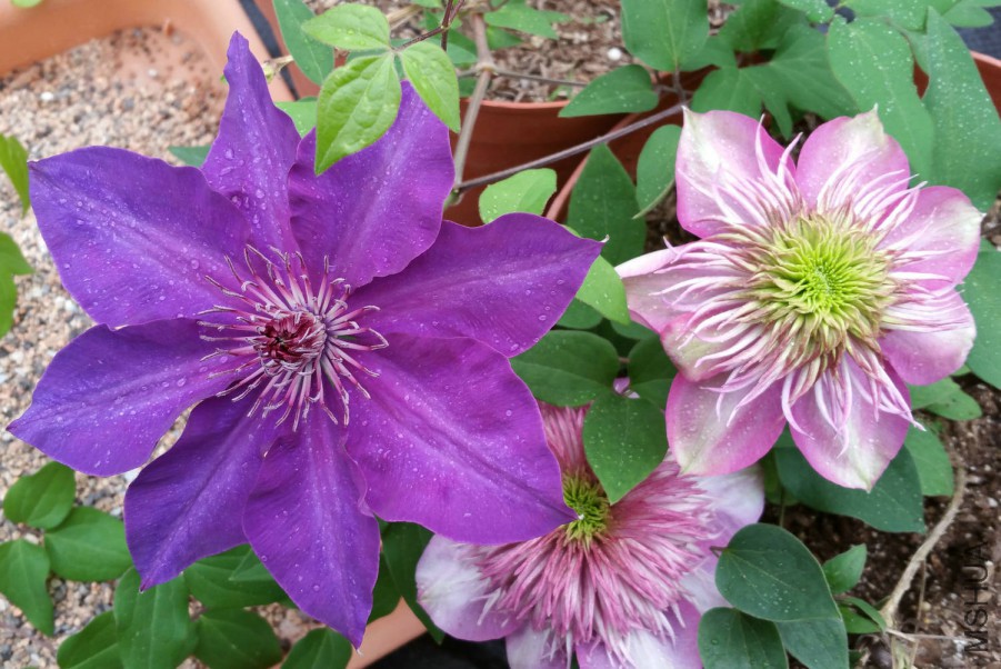 20160407_073306.jpg