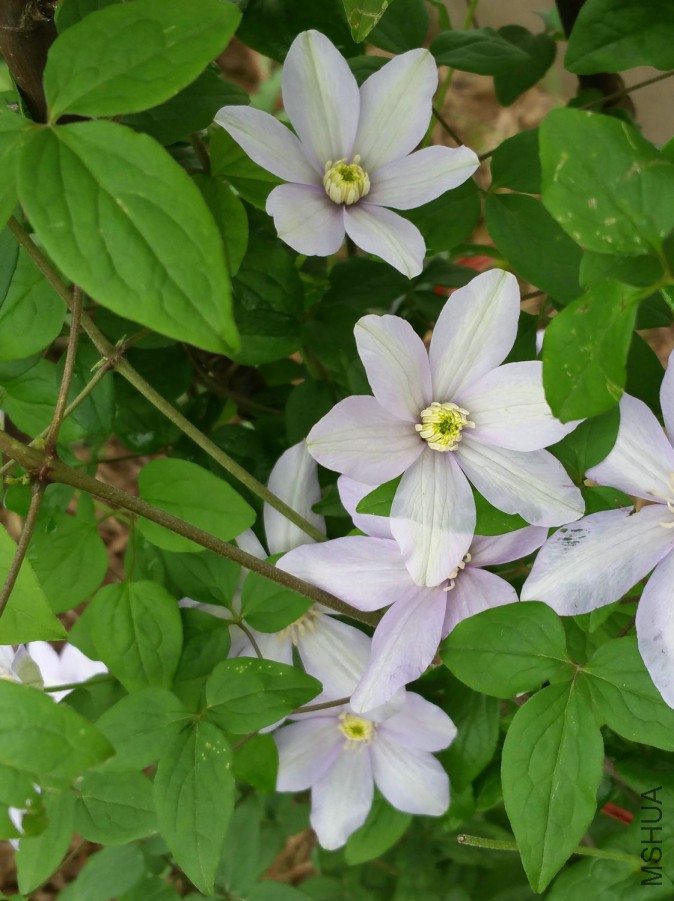 20160407_073634.jpg