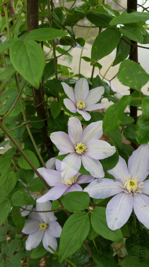 20160407_073741.jpg