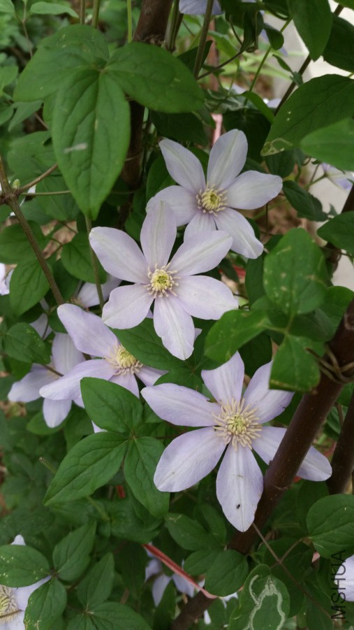 20160408_174051.jpg
