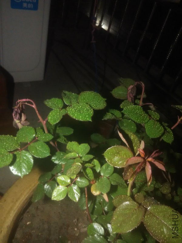IMG_20160410_192909.jpg