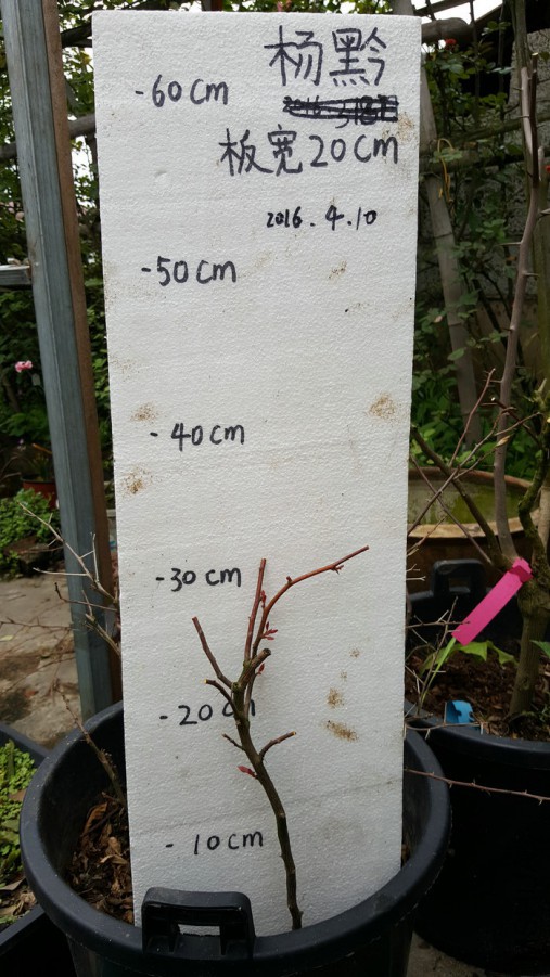 20160410_125652.jpg