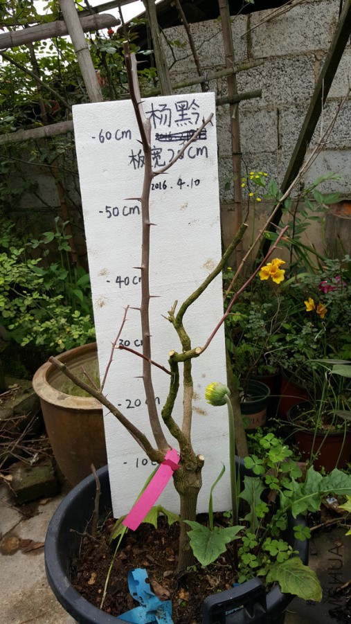 20160410_125358.jpg