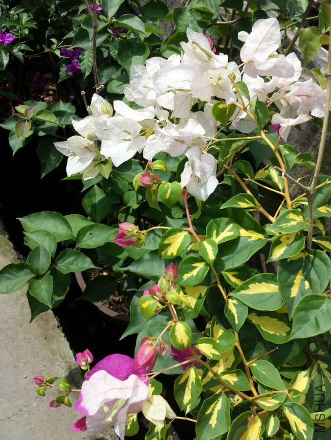 20140921_105405.jpg