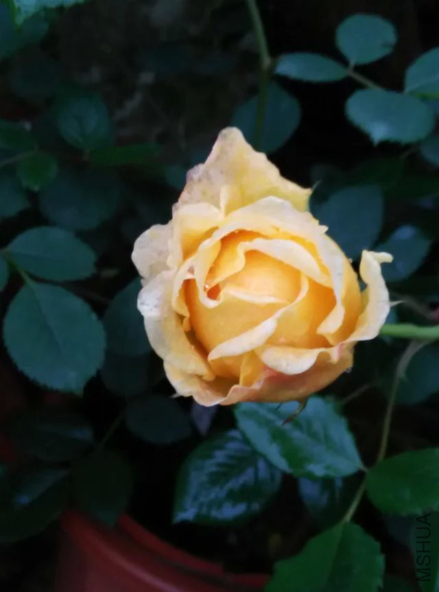 psb (7).jpg