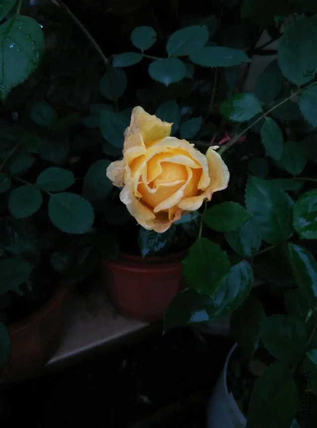 psb (9).jpg
