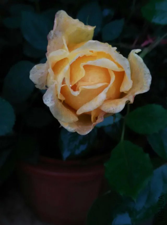 psb (10).jpg