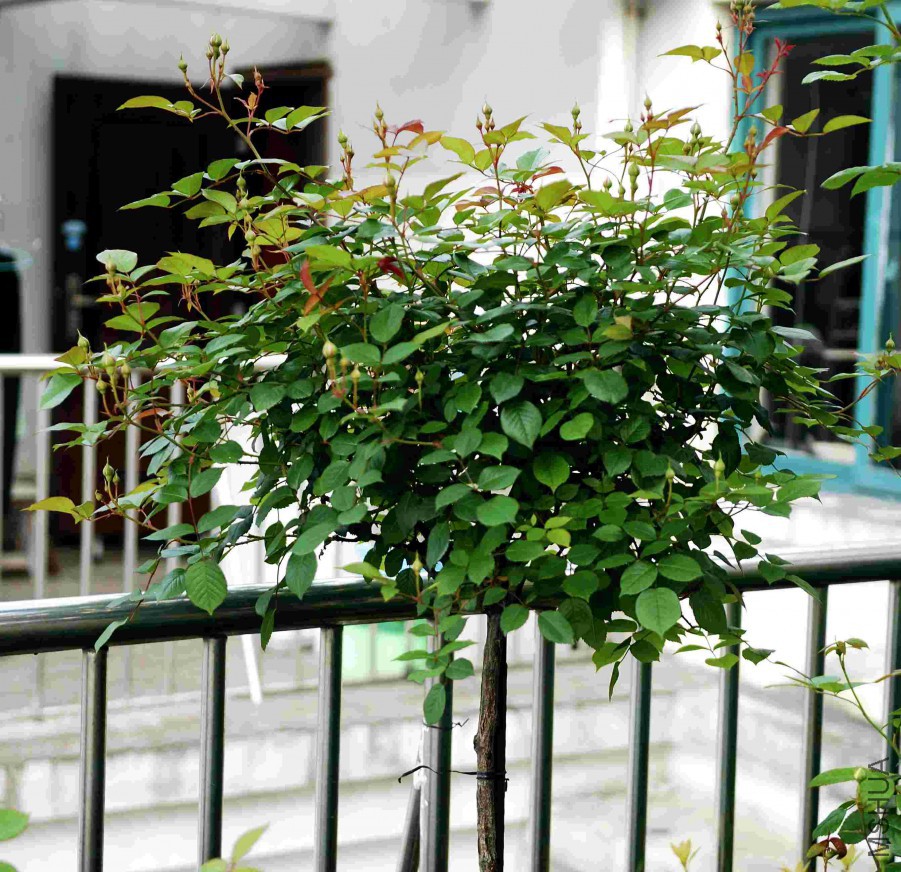 DSC_0119.jpg
