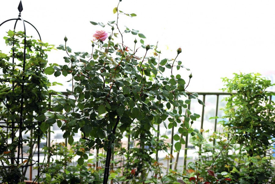 DSC_0123.jpg