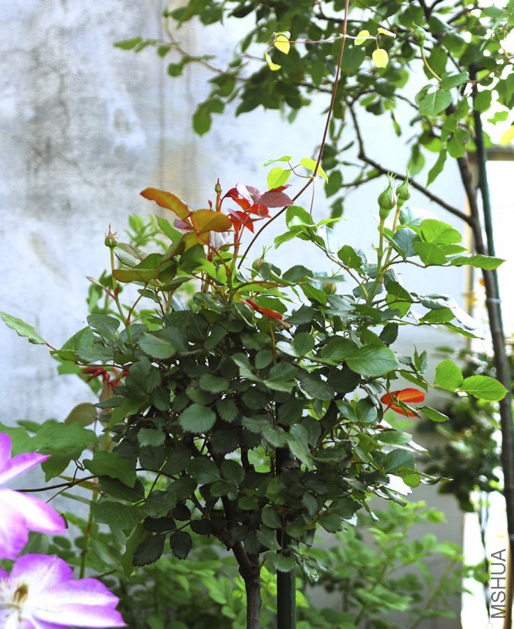 DSC_0171.jpg