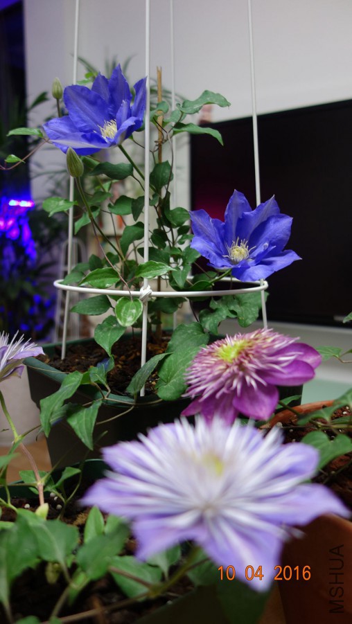 DSC03495.jpg