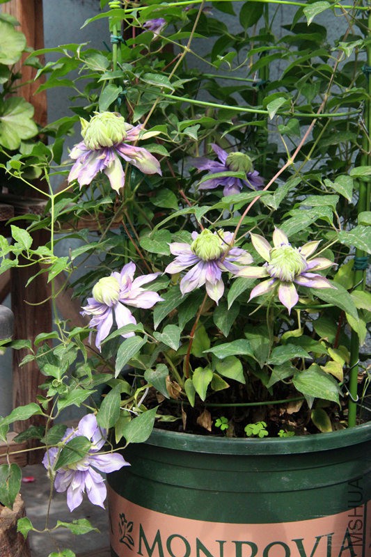 psb (10)_����.jpg