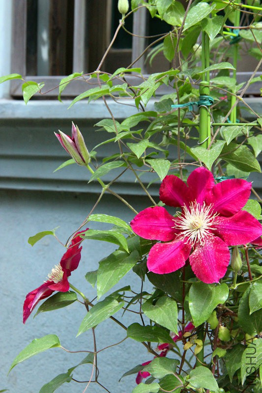 psb (14)_����.jpg