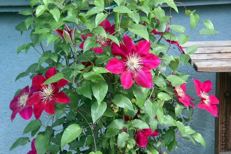 psb (12)_����.jpg