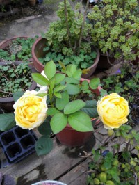 QQͼƬ20160411152958.jpg