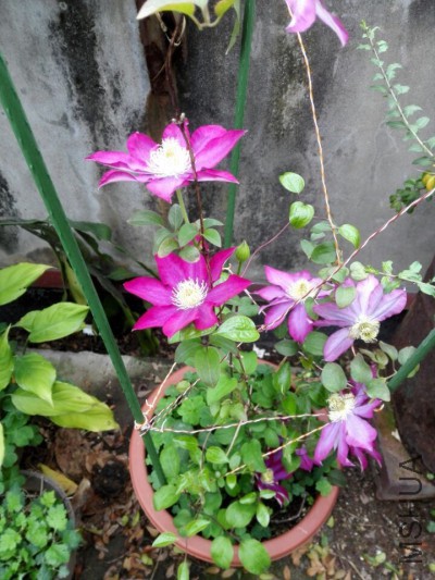 QQͼƬ20160411153015.jpg