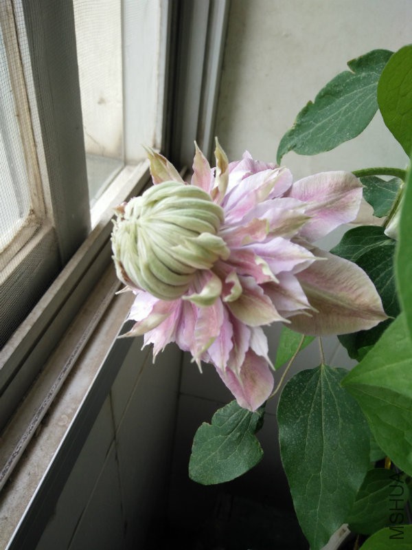 IMG20160407160852.jpg