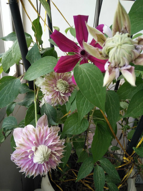 IMG20160411121523.jpg