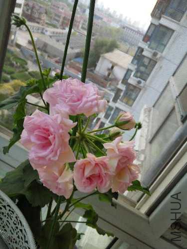 IMG_20160411_181901.jpg