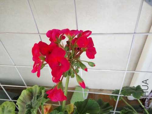 IMG_20160411_181831.jpg