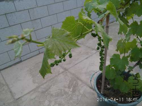 IMG_20160411_184813.jpg
