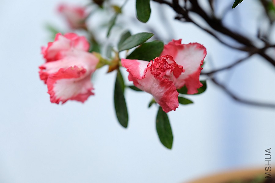 DSCF7032.JPG
