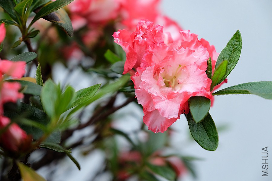 DSCF7034.JPG
