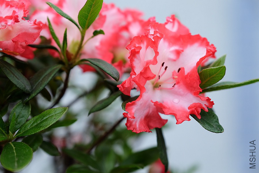 DSCF7035.JPG