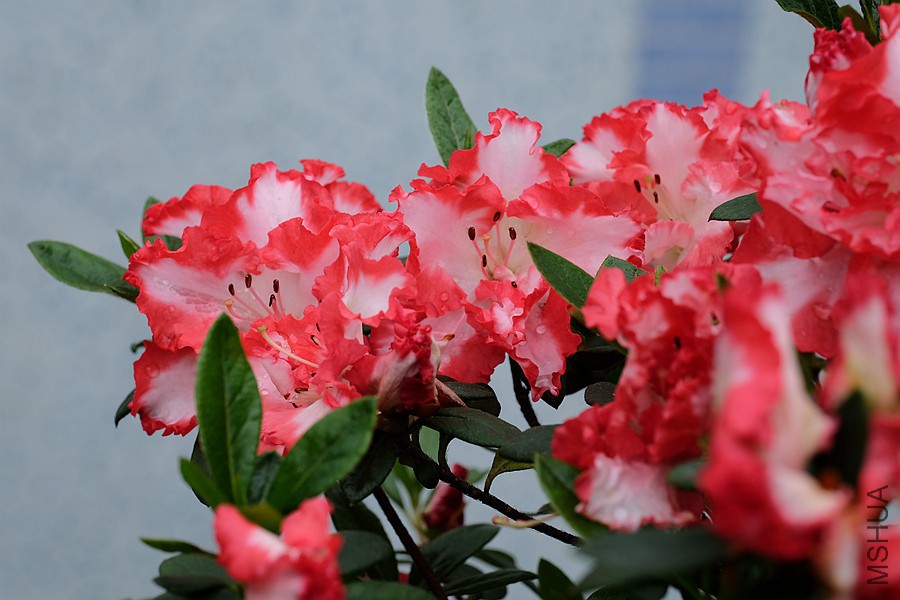 DSCF7083.JPG