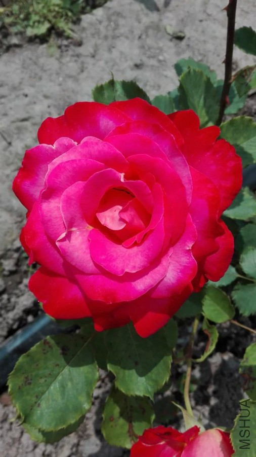 ���װ���