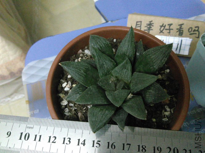 �����٣������԰棬Ʒ���Ա棬�Ҷ���Ҳ���˽⣬ֻ��˵������������_667x500.jpg