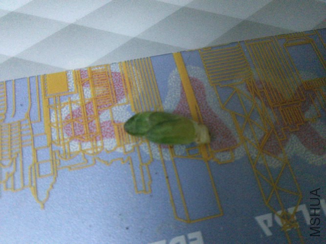 ��Ʒ  ���ٽ���ѿ0.5cm���ֿ��������ԣ������Ժ������ĸ��ҶƬȫ�н�_667x500.jpg
