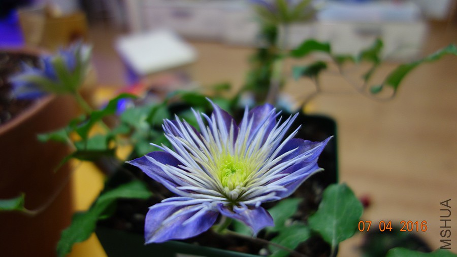 DSC03458.jpg