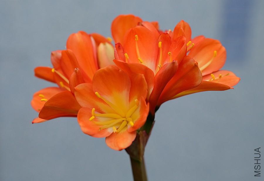 DSCF7097.JPG