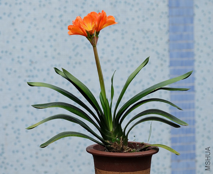 DSCF7091.JPG
