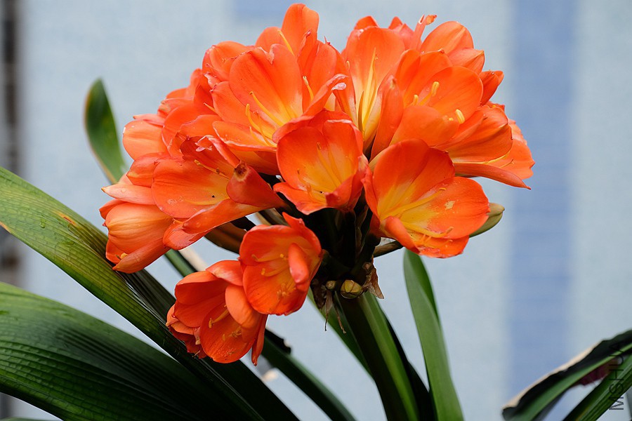 DSCF7087.JPG