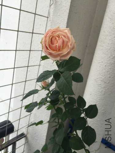 image.jpeg