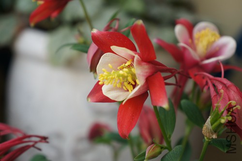 DSC01733.JPG