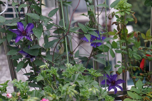 DSC01795.JPG