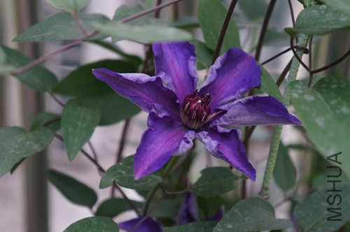 DSC01796.JPG