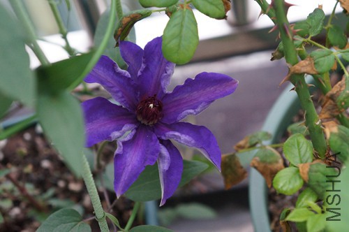 DSC01798.JPG