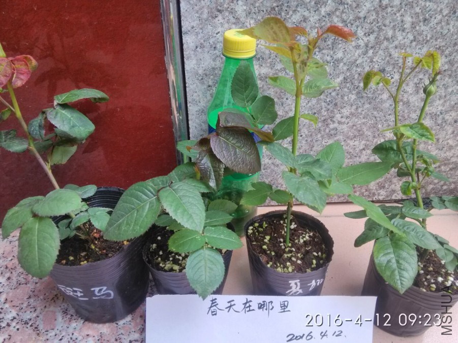 QQͼƬ20160411073245.jpg